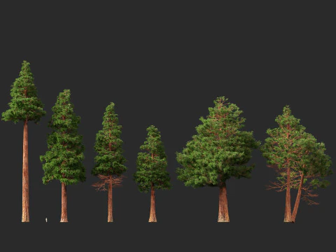 HighpolyLow Poly Sequoia Sempervirens - Sequoia costiera Modello 3D