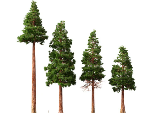HighpolyLow Poly Sequoia Sempervirens - Sequoia costiera Modello 3D