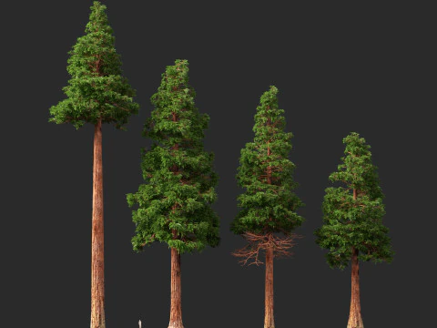 HighpolyLow Poly Sequoia Sempervirens - Sequoia costiera Modello 3D