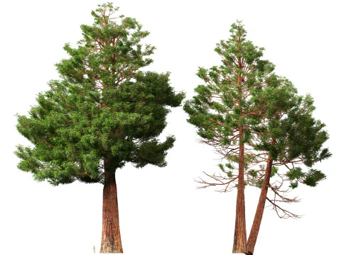 HighpolyLow Poly Sequoia Sempervirens - Sequoia costiera Modello 3D