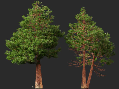 HighpolyLow Poly Sequoia Sempervirens - Sequoia costiera Modello 3D