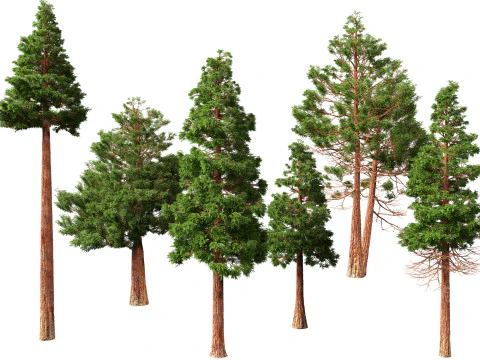 HighpolyLow Poly Sequoia Sempervirens - Sequoia costiera Modello 3D