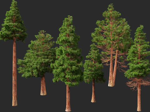 HighpolyLow Poly Sequoia Sempervirens - Sequoia costiera Modello 3D