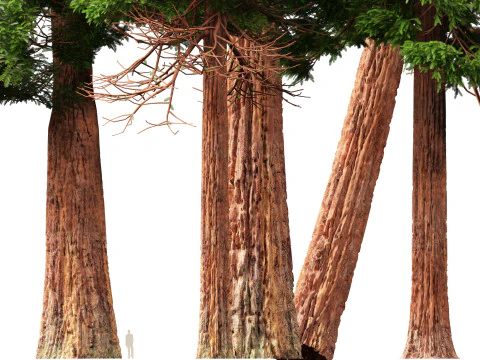 HighpolyLow Poly Sequoia Sempervirens - Sequoia costiera Modello 3D