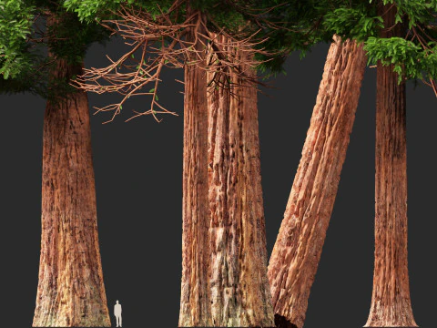 HighpolyLow Poly Sequoia Sempervirens - Sequoia costiera Modello 3D