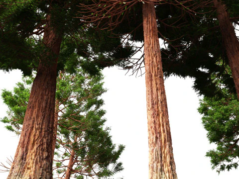 HighpolyLow Poly Sequoia Sempervirens - Sequoia costiera Modello 3D