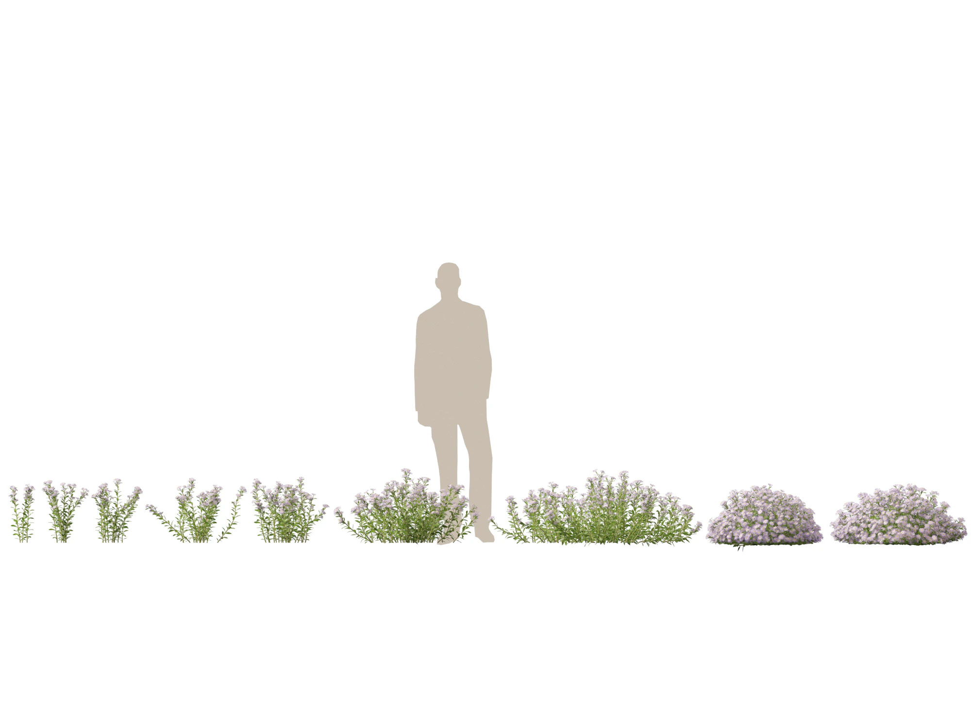 HighpolyLow Poly Aster - Michaelmas Daisies 3D Model .c4d .max .obj .3ds .fbx .stl .blend 