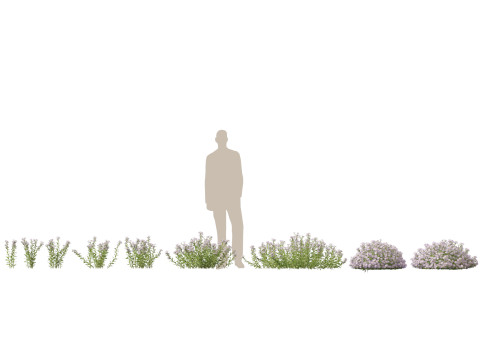 HighpolyLow Poly Aster - Michaelmas G&auml;nsebl&uuml;mchen 3D Modell