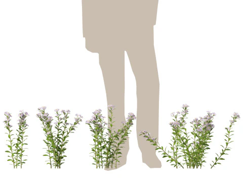 HighpolyLow Poly Aster - Michaelmas Daisies 3D Model