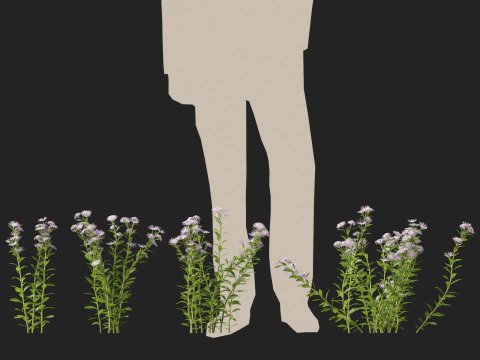 HighpolyLow Poly Aster - Michaelmas Daisies 3D Model