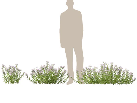 HighpolyLow Poly Aster - Michaelmas Daisies 3D Model
