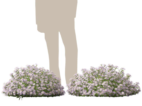HighpolyLow Poly Aster - Michaelmas Daisies 3D Model