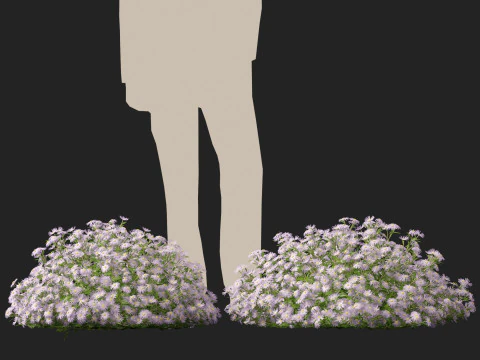 HighpolyLow Poly Aster - Michaelmas Daisies 3D Model