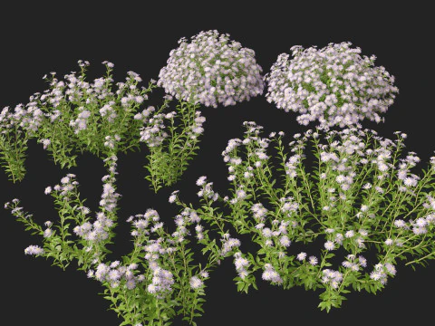 HighpolyLow Poly Aster - Michaelmas Daisies 3D Model