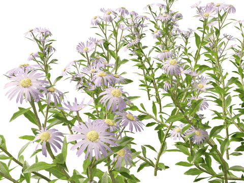 HighpolyLow Poly Aster - Michaelmas Daisies 3D Model