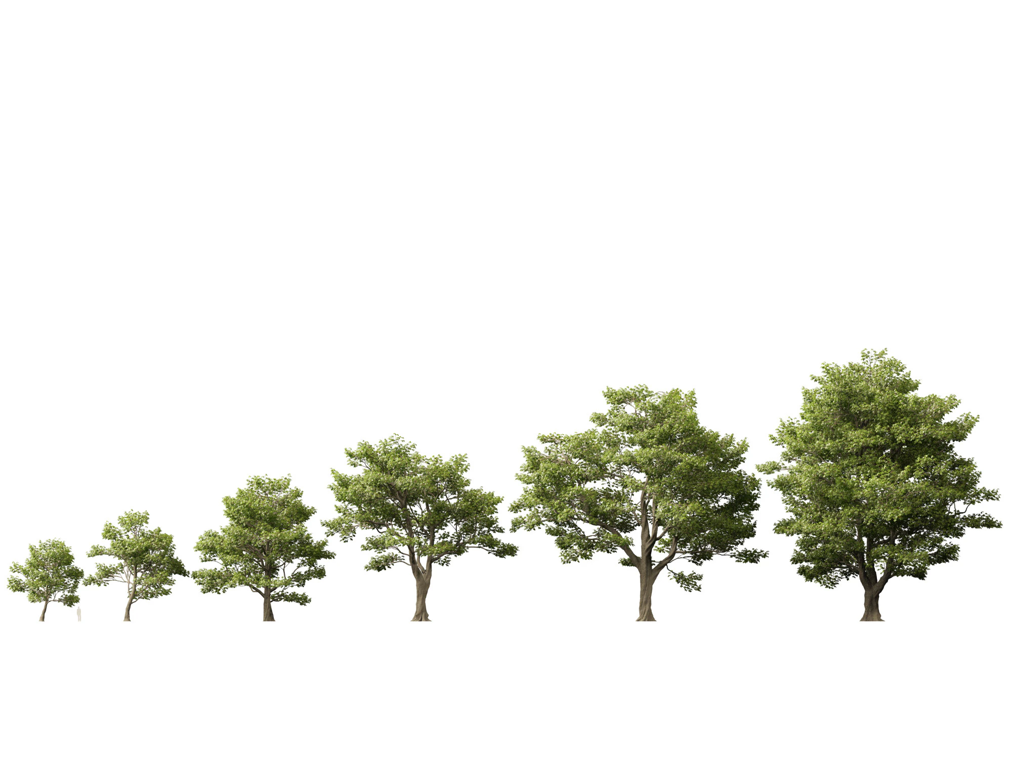 HighpolyLow Poly Castanea Sativa Sweet Chestnut 3D Model .c4d .max .obj .3ds .fbx .stl .blend 