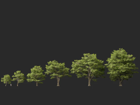 HighpolyLow Poly Castanea Sativa Sweet Chestnut 3D Model