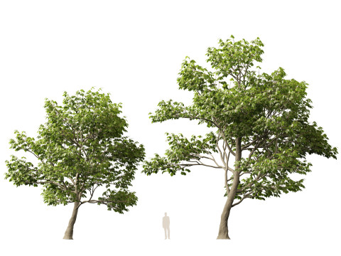 HighpolyLow Poly Castanea Sativa Sweet Chestnut 3D Model