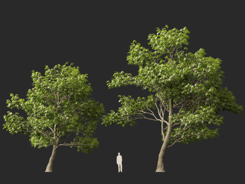 HighpolyLow Poly Castanea Sativa Sweet Chestnut 3D Model