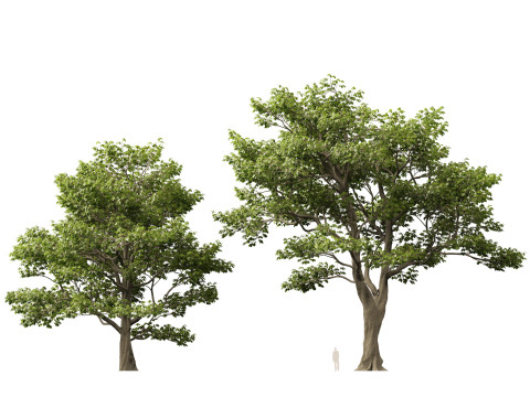 HighpolyLow Poly Castanea Sativa Sweet Chestnut 3D Model