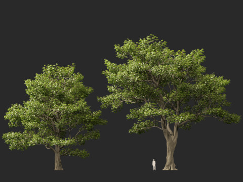 HighpolyLow Poly Castanea Sativa Sweet Chestnut 3D Model