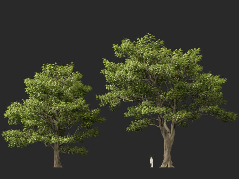 HighpolyLow Poly Castanea Sativa Sweet Chestnut 3D Model