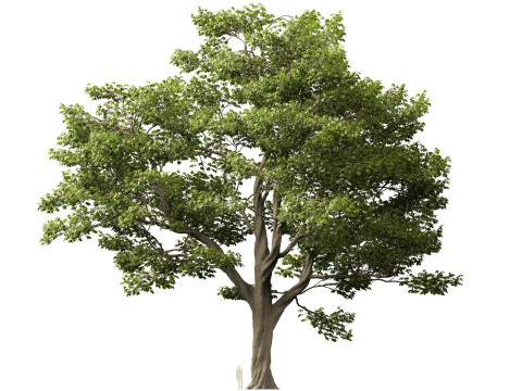 HighpolyLow Poly Castanea Sativa Sweet Chestnut 3D Model