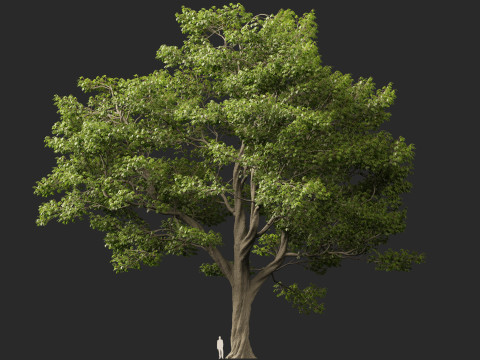 HighpolyLow Poly Castanea Sativa Sweet Chestnut 3D Model