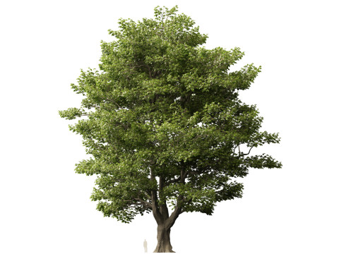 HighpolyLow Poly Castanea Sativa Sweet Chestnut 3D Model