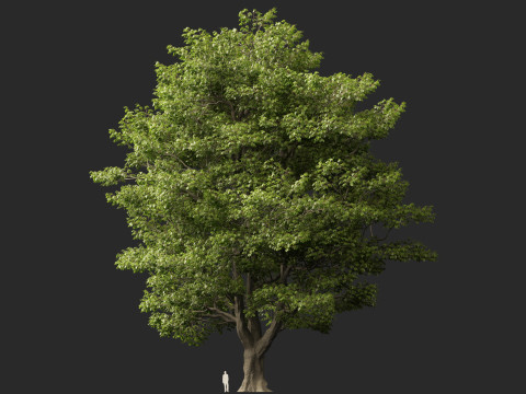 HighpolyLow Poly Castanea Sativa Sweet Chestnut 3D Model