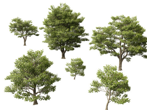 HighpolyLow Poly Castanea Sativa Sweet Chestnut 3D Model