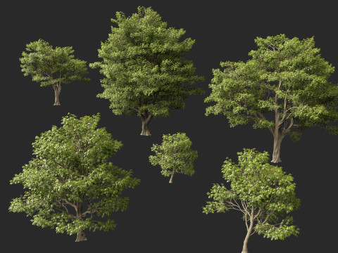 HighpolyLow Poly Castanea Sativa Sweet Chestnut 3D Model