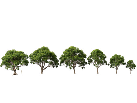 हाईपोलीलो पॉली सिनामोमम कैम्फोरा - कपूर का पेड़ 3D मॉडल