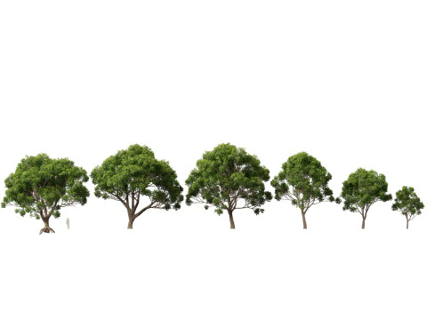 HighpolyLow Poly Cinnamomum Camphora - 녹나무 3D 모델