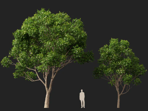 HighpolyLow Poly Cinnamomum Camphora - Albero di canfora Modello 3D