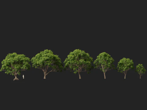 HighpolyLow Poly Cinnamomum Camphora - Albero di canfora Modello 3D