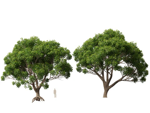 HighpolyLow Poly Cinnamomum Camphora - Albero di canfora Modello 3D