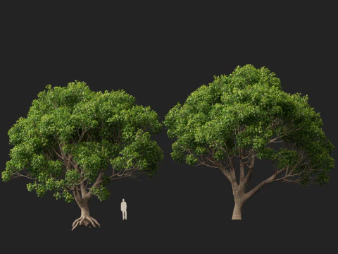 HighpolyLow Poly Cinnamomum Camphora - Albero di canfora Modello 3D