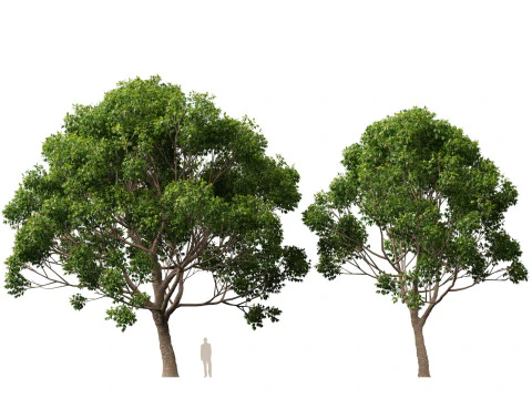 HighpolyLow Poly Cinnamomum Camphora - Albero di canfora Modello 3D