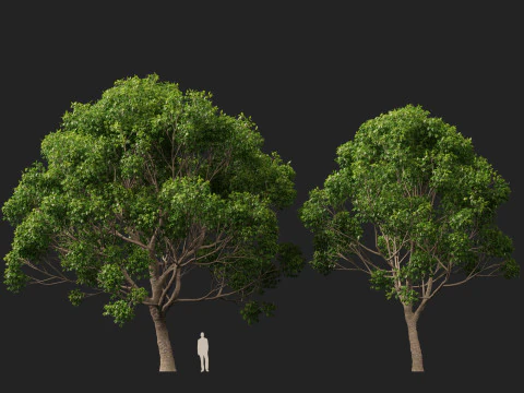 HighpolyLow Poly Cinnamomum Camphora - Albero di canfora Modello 3D