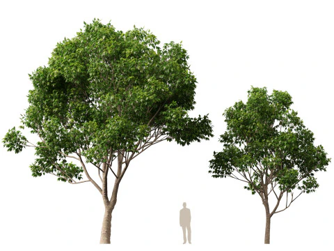 HighpolyLow Poly Cinnamomum Camphora - Albero di canfora Modello 3D