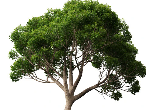 HighpolyLow Poly Cinnamomum Camphora - Albero di canfora Modello 3D