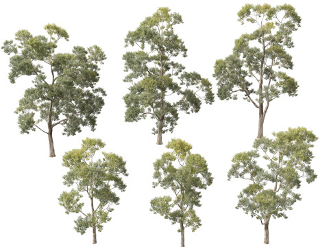 हाईपोलीलो पॉली यूकेलिप्टस सैलिग्ना सिडनी ब्लू गम 3D मॉडल