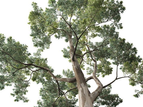 HighpolyLow Poly Eucalipto Saligna Sydney Blue Gum Modelo 3D