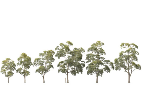 HighpolyLow Poly Eucalyptus Saligna Sydney Blue Gum 3D Model