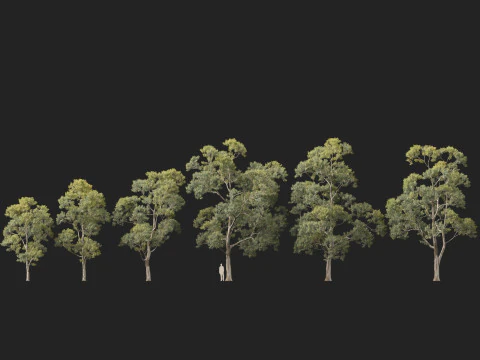 HighpolyLow Poly Eucalyptus Saligna Sydney Blue Gum 3D Model