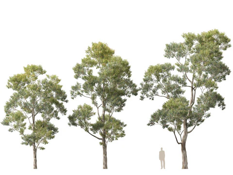 HighpolyLow Poly Eucalyptus Saligna Sydney Blue Gum 3D Model