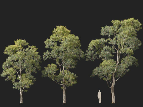 HighpolyLow Poly Eucalyptus Saligna Sydney Blue Gum 3D Model