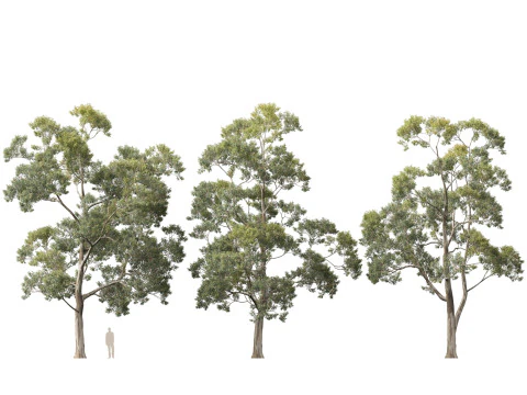 HighpolyLow Poly Eucalyptus Saligna Sydney Blue Gum 3D Model