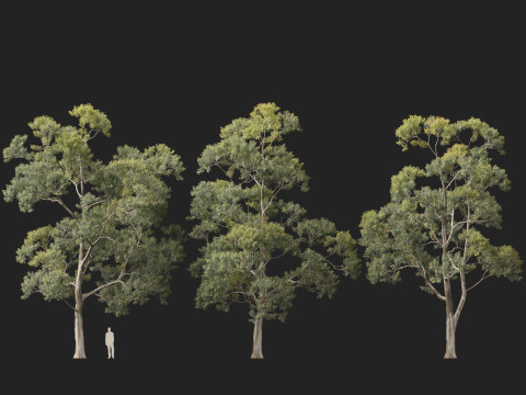 HighpolyLow Poly Eucalipto Saligna Sydney Blue Gum Modelo 3D